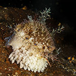 Naria spurca